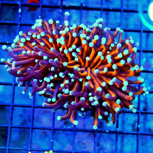 4.5Z4.5 LARGE TORCH CORAL-EXTREMECORALS HANDPICKED RADIOACTIVE ORANGE TORCH CORAL-THIS ARE BEST ON T