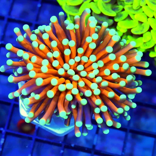 3.5X3.5 TORCH CORAL-EXTREMECORALS HANDPICKED RADIOACTIVE ORANGE TORCH CORAL-THIS ARE BEST ON THE WEB
