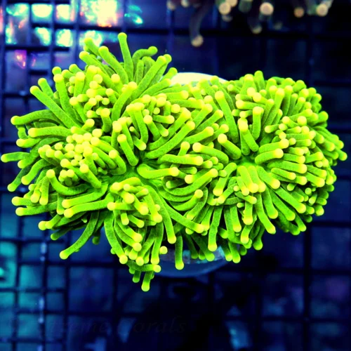 5X4 SL TORCH-HANDPICKED BY SCOTT-ONLY SEE A FEW TROCH THIS COLOR A YEAR GLOW IN THE DARK NEW ULTRA G