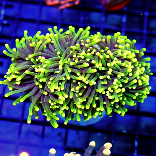 5.5X4.5 XL TORCH CORAL-SUPER SUPER PURPLE TETACLED BRIGHT NEW GREEN FADING TO YELLOW TIP SUPER COLOR