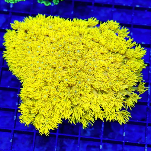 5.5X5 XLARGE GONIOPORA-HIGHLIGHTER YELLOW VERY SPECIAL COLOR ULTRA GRADE GONIOPORA-VERY VERY BRIGHT 