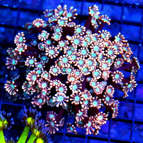 4.5X4.5 LARGE GONIOPORA-SUPER SUPER PINK BLUE ALIEN EYED ULTRA GRADE ULTRA COLORED WESTERN AUSTRALIA