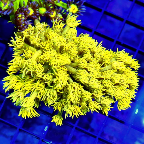 4X3.5 LARGE GONIOPORA-HIGHLIGHTER YELLOW VERY SPECIAL COLOR ULTRA GRADE GONIOPORA-VERY VERY BRIGHT Y