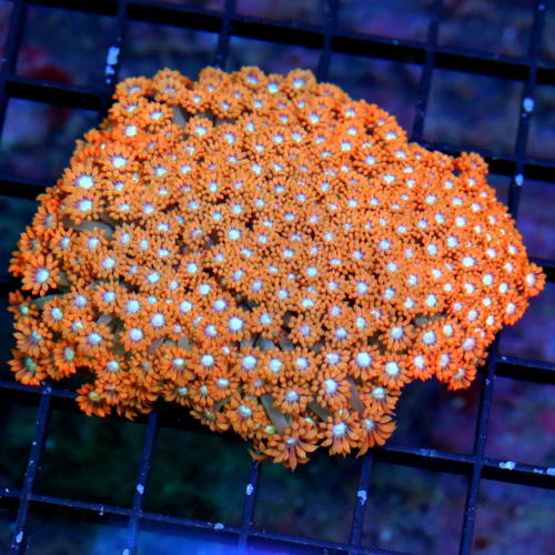4X3.5 LARGE GONIOPORA-VERY VERY RARE ORANGE-RED HANDPICKED ULTRA COLORED COLLECTORS ITEM GONIOPORA-M