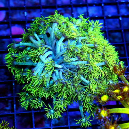 4.5X4.5 XL GONIOPORA-OUT OF THIS WORLD BLUE TENTACLED ULTRA GLOWING GREEN TENTACLED SHOWPIECE GONIOP