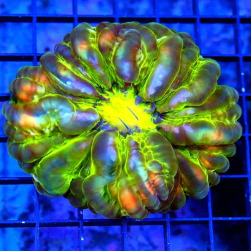 4.5X4 LARGE CYNARINA SUPER YELLOW ALIEN EYED MULTICOLORED TOXIC GREEN AND PURPLE SHOWPIECE