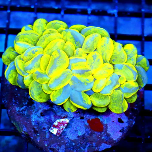4.5x3 BUBBLE CORAL LARGE ULTRA GRADE ULTRA COLORED NEW YELLOW AND BLUE SPLATTER BUBBLE-INSANE COLOR!