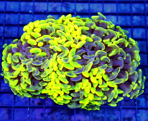 7X5.5 XXL HAMMER CORAL-OUT OF THIS WORLD TOXIC NEON LEMONLIME GREEN AND PURPLE ULTA GRADE XXL HAMMER