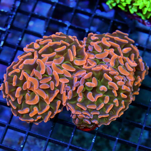 5.5X5.5 XL HAMMER CORAL - SUPER SUPER ORANGE HANDPICKED BY SCOTT ULTIMATE COLLECTOR'S ITEM BRANCHING