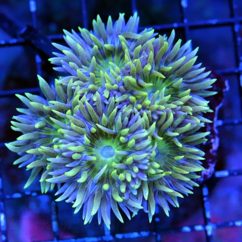3X3 DUNCAN CORAL - GREAT COLOR SIZE AND SHAPE SUPER PURPLE AND GREEN