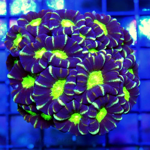 3.5X3 CANDY CANE CORAL - VERY HARD COLOR TO GET INCREDIBLE PURPLE WITH GREEN ALIEN EYES