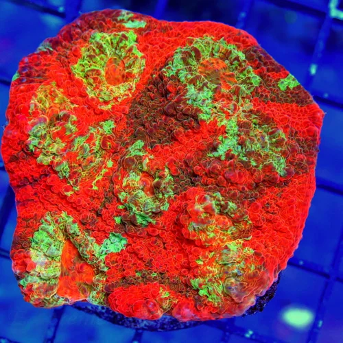 3X3 ECHINOPHYLLIA CHALICE CORAL - GREAT SIZE SHAPE AND COLOR BEAUTIFUL!!!
