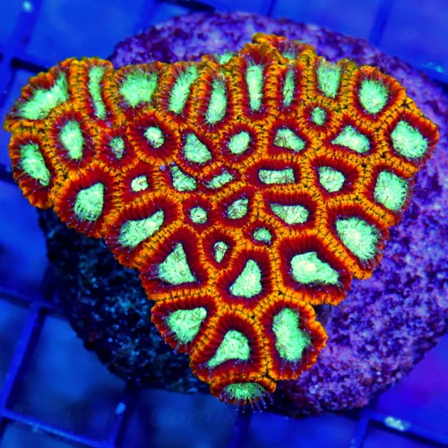 3" FAVITES  CORAL - THIS COLOR IS HAS PRETTY AS YOU WILL EVER SEE ATLEAST FOUR DIFFERENT DISTINCT CO