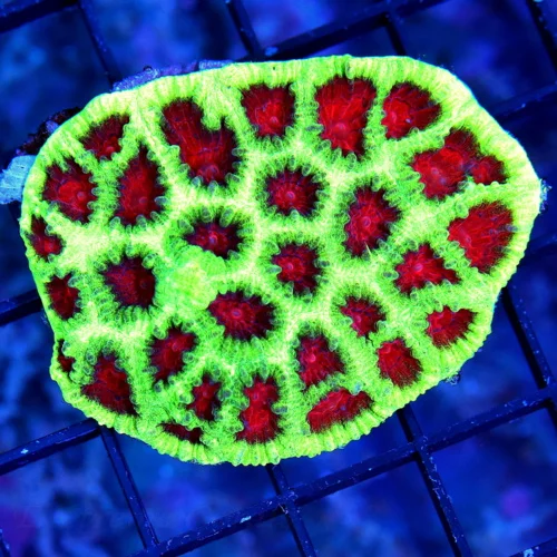 3" FAVIA CORAL - BEAUTIFUL TRI-COLORED WATERMELON FAVIA CORAL VERY VERY BRIGHT GLOWS FROM ACROSS THE