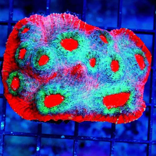 3.5" ECHINOPHYLLIA CHALICE CORAL - GREAT SIZE SHAPE AND COLOR BEAUTIFUL!!!