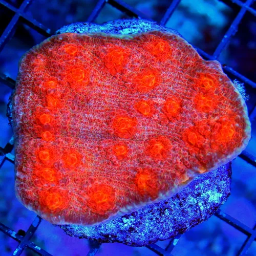 3" ECHINOPHYLLIA CHALICE CORAL - GREAT SIZE SHAPE AND COLOR BEAUTIFUL!!!