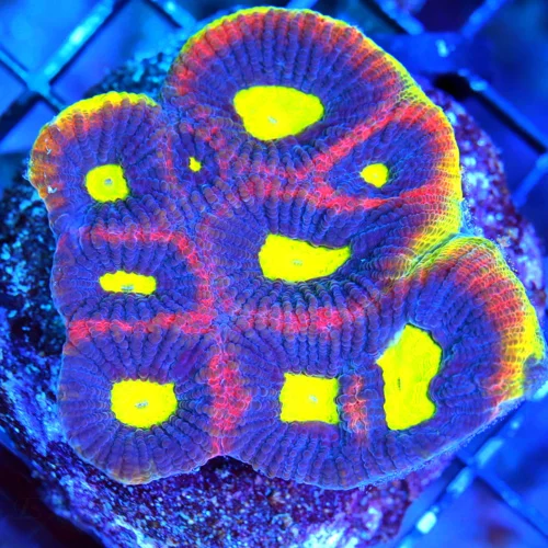3" FAVIA CORAL - STUNNING ULTRA GRADE ULTRA COLORED "DRAGON SOUL" FAVIA COLOR IS SPECTACALUR