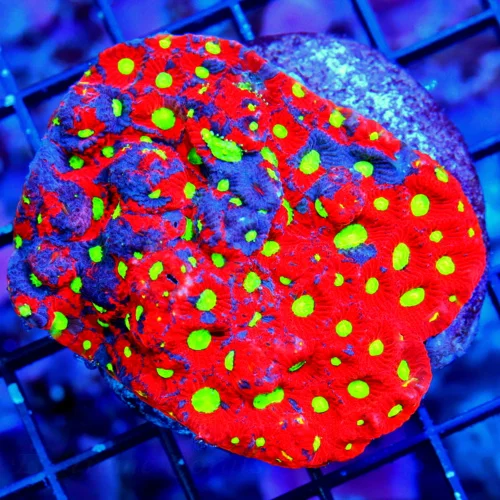 3.5" FAVITES CORAL - ONE OF THE VERY BEST COLORED WAR CORALS I HAVE SEEN IN AWHILE BEAUTIFUL