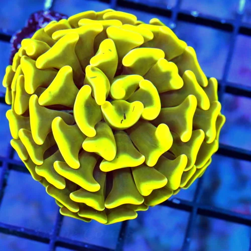 3" BRANCHING HAMMER CORAL - NEON FLOURESCENT HIGHLIGHTER YELLOW BRANCHING HAMMER CORAL