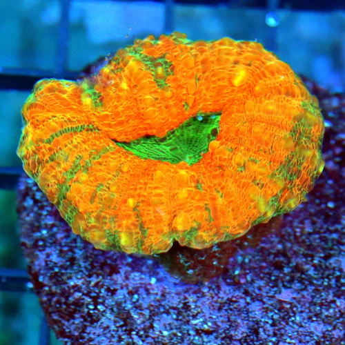 3" LOBOPHYLLIA CORAL - VERY VERY PRETTY NEON NEON ORANGE GREEN STRIPPED GREEN EYED LOBOPHYLLIA