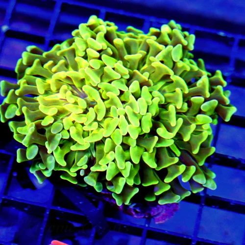 4x4 HAMMER CORAL - SUPER LEMON LIME GREEN VERY VERY PRETTY HAMMER CORAL