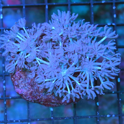 4" XENIA CORAL - GREAT SIZE SHAPE AND COLOR SUPER BLUE XENIA COLONY