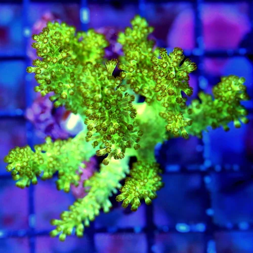 3" SINULARIA LEATHER CORAL - REALLY COOL NEON LEMON LIME GREEN SINULARIA LEATHER CORAL WILL GROW INT