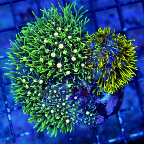 4X4 GREEN STAR POLYPS-COMBO GREEN STAR POLYP AND METALLIC GREEN STAR POLYP-GREAT SIZE SHAPE AND COLO
