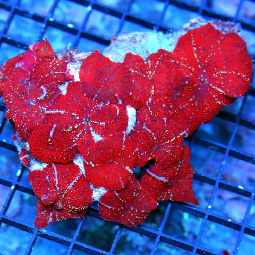 5.5X5.5 XL DISCOSOMA MUSHROOM-SCREAMING NEON RED BLUE STRIPED ULTRA COLORED ULTRA GRADE COLLECTOR IT