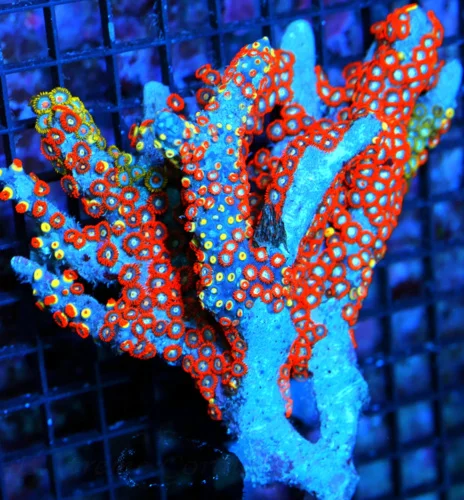 7X6 XXL ZOANTHID-VERY RARE BRANCHING FINGER ROCK ULTRA GRADE GIANT MULTICOLORED HANDPICKED ZOANTHID 