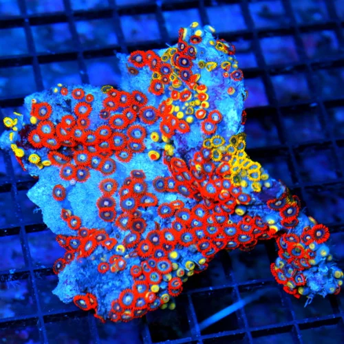 5.5X5 XXL ZOANTHID-VERY RARE BRANCHING FINGER ROCK ULTRA GRADE GIANT MULTICOLORED HANDPICKED ZOANTHI