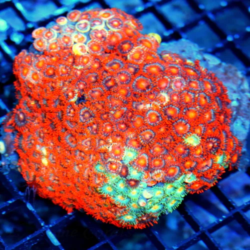 5.5X5.5 XXL ZOANTHID-VERY RARE  ULTRA COLORED ULTRA GRADE GIANT MULTICOLORED HANDPICKED ZOANTHID COL