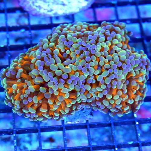 5.5X5.5 XL HAMMER-COLLECTOR ITEM HANDPICKED BY SCOTT ULTRA HOLOGRAM HAMMER CORAL-SPECTACULAR COLOR!