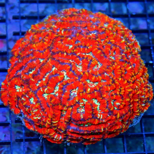 7x7 SYMPHYLLIA WILSONI CORAL - HANDPICKED BY SCOTT CENTERPIECE OF ANY TANK BEST CORAL OF THE MONTH