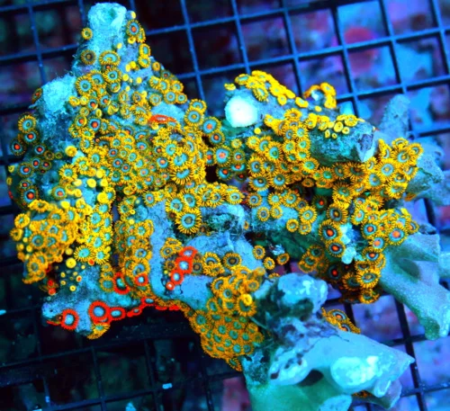 7x6 XXL ZOANTHID-VERY RARE BRANCHING FINGER ROCK ULTRA GRADE GIANT MULTICOLORED HANDPICKED ZOANTHID 