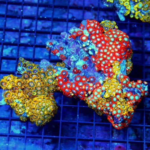 6.5x5.5 XXL ZOANTHID-VERY RARE BRANCHING FINGER ROCK ULTRA GRADE GIANT MULTICOLORED HANDPICKED ZOANT
