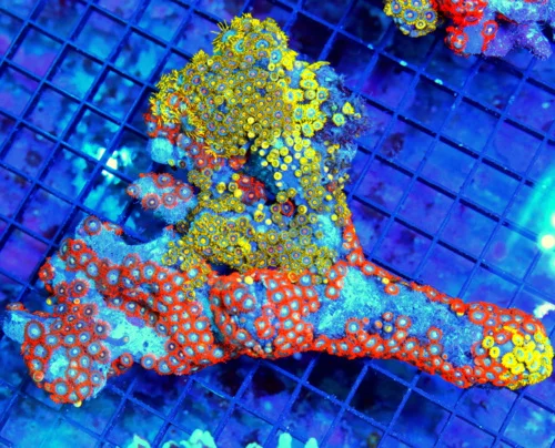 8x6.5 XXL ZOANTHID-VERY RARE BRANCHING FINGER ROCK ULTRA GRADE GIANT MULTICOLORED HANDPICKED ZOANTHI