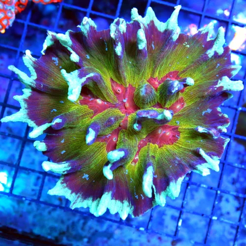 5.5x4.5 XL PECTINIA-HANDPICKED BY SCOTT ULTRA ULTRA GRADE SPACE INVANDER MORPH PECTINIA-TOTALLY INSA