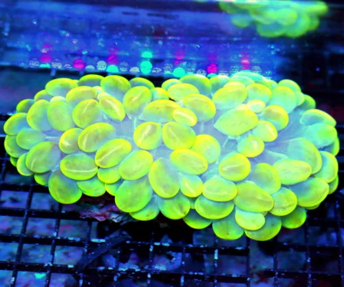 7X4 BUBBLE-GIANT ULTRA COLORED CENTERPIECE OF ANYONES TANK GIANT ULTRA LEMONLIME YELLOW BUBBLE