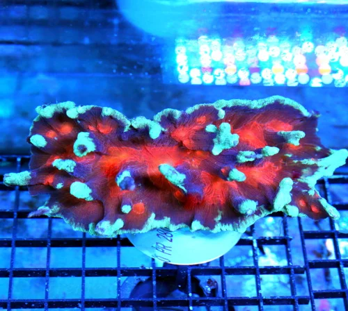 7X4 XL PECTINIA-HANDPICKED BY SCOTT ULTRA ULTRA GRADE SPACE INVANDER MORPH PECTINIA-TOTALLY INSANE C