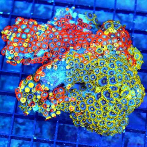 5.5x5.5 XXL ZOANTHID-VERY RARE BRANCHING FINGER ROCK ULTRA GRADE GIANT MULTICOLORED HANDPICKED ZOANT