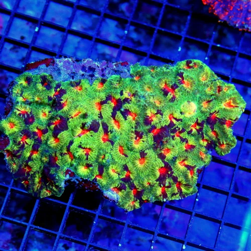 5.5Z4 XL FAVIA-ULTRA COLORED ULTRA GRADE RED EYED MULTICOLORED SHOWPIECE FAVIA-SPECTACULAR COLOR!!!