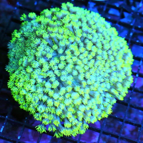 5.5X5.5 GONIOPORA-CRAZY BLUE TENTACLED NEON LEMON LIME GREENYELLOW SUPER COLORED XL GONIOPORA