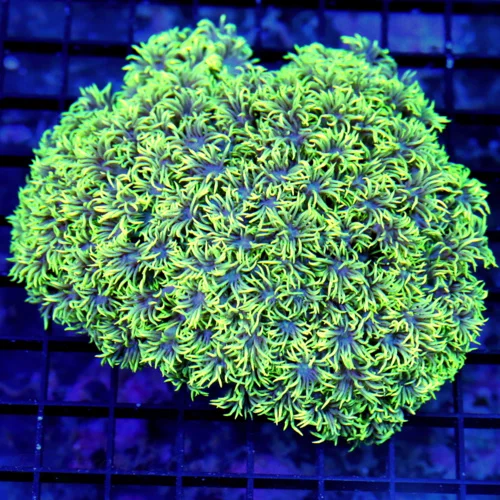 5.5X5.5 XL GONIOPORA-SUPER PURPLE TENTACLED NEON LEMON LIME YELLOW PURPLE EYED ULTRA COLORED GONIOPO