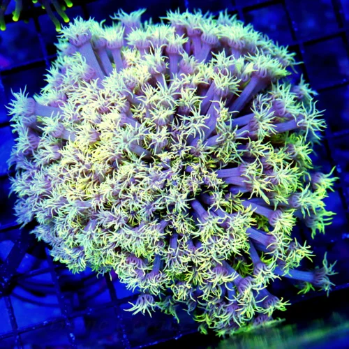 5X5 XL GONIOPORA-SUPER SUPER PURPLE TENTACLED LEMON LIME YELLOW POLYPED ULTRA COLORED GONIOPORA-AWES