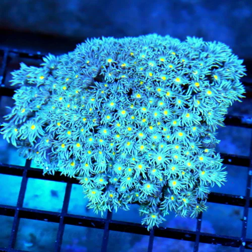 5X4 GONIOPORA-AWESOME VERY RARE BLUE YELLOW EYED ULTRA COLORED GONIOPORA-ONE OF MY FAVORITE COLORS!