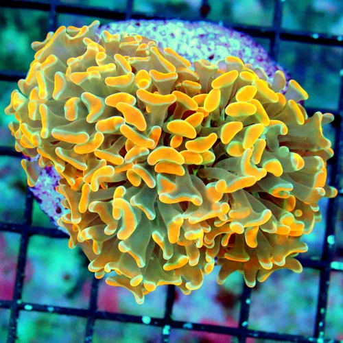 3.5X3 BRANCHING HAMMER-CRAZY BICOLOR ULTRA ORANGE GREEN TENTACLED ULTRA COLORED BRANCHING HAMMER-COL