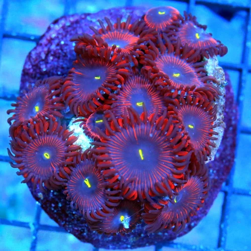 3 " PALYTHOA-VEYR VERY NICE RED PEOPLE EATER PALYTHOAS GREAT SIZE SHAPE AND COLOR!!