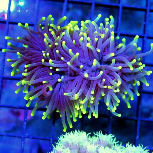 4X3 TORCH CORAL-SUPER COOL ULTRA PURPLE TENTACLED NEON YELLOW TIPPED ULTRA GRADE TORCH-INCREDIBLE CO