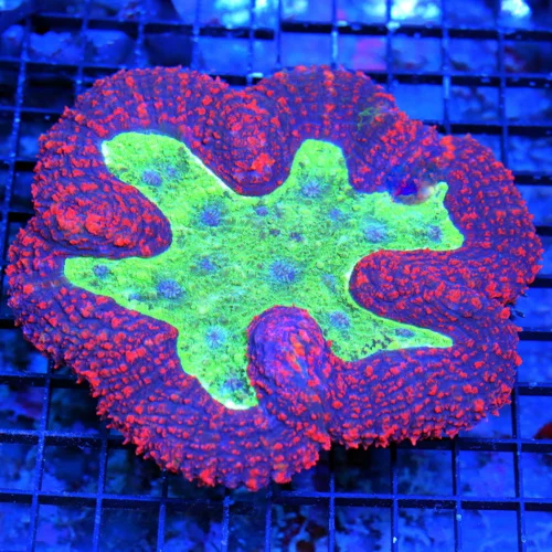 6X6 XXL LOBOPHYLLIA-SUPER NICE MULTICOLRED RED BLUE TOXIC GREEN CARPET LOBOPHYLIA-COLOR IS VERY VERY